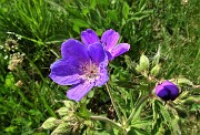 Spettacolo di fiori ai prati della Pigolotta di Valtorta il 9 maggio 2020  - FOTOGALLERY